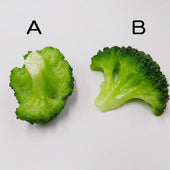 Broccoli (new) Ver. 2 (B) Magnet - Fake Food Japan