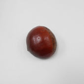 Chestnut Magnet - Fake Food Japan