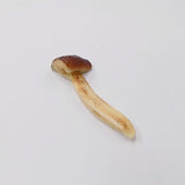 Matsutake Mushroom Magnet - Fake Food Japan