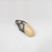 Oyster Magnet - Fake Food Japan